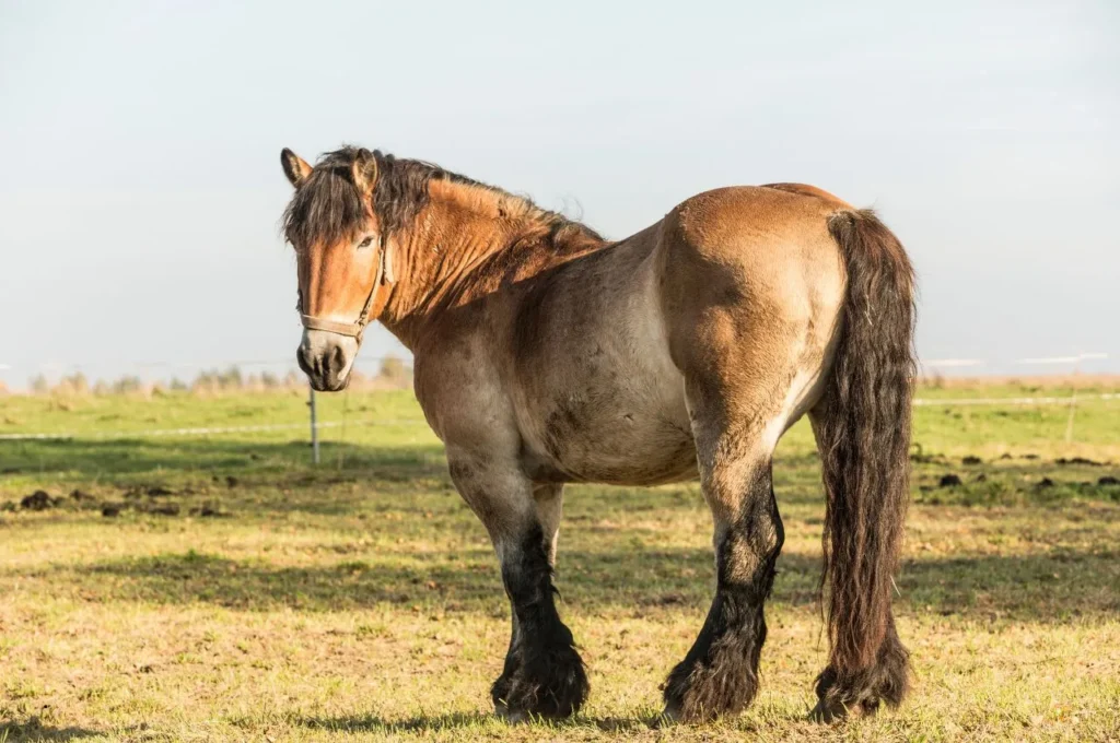 Italian Heavy Draft Horse Guide: Traits, History, Feeding & Care 3 Italian Heavy Draft Horse