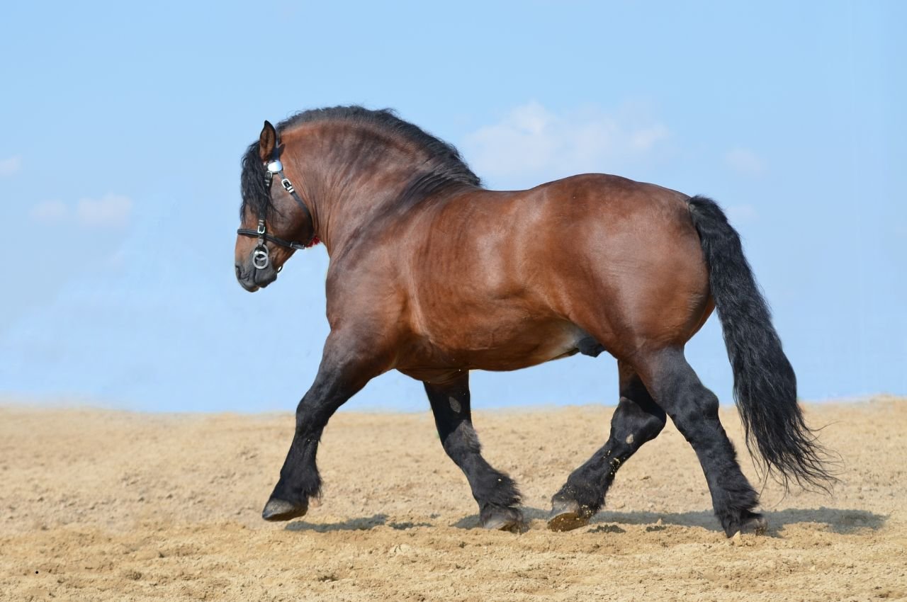 Soviet Heavy Draft Horse