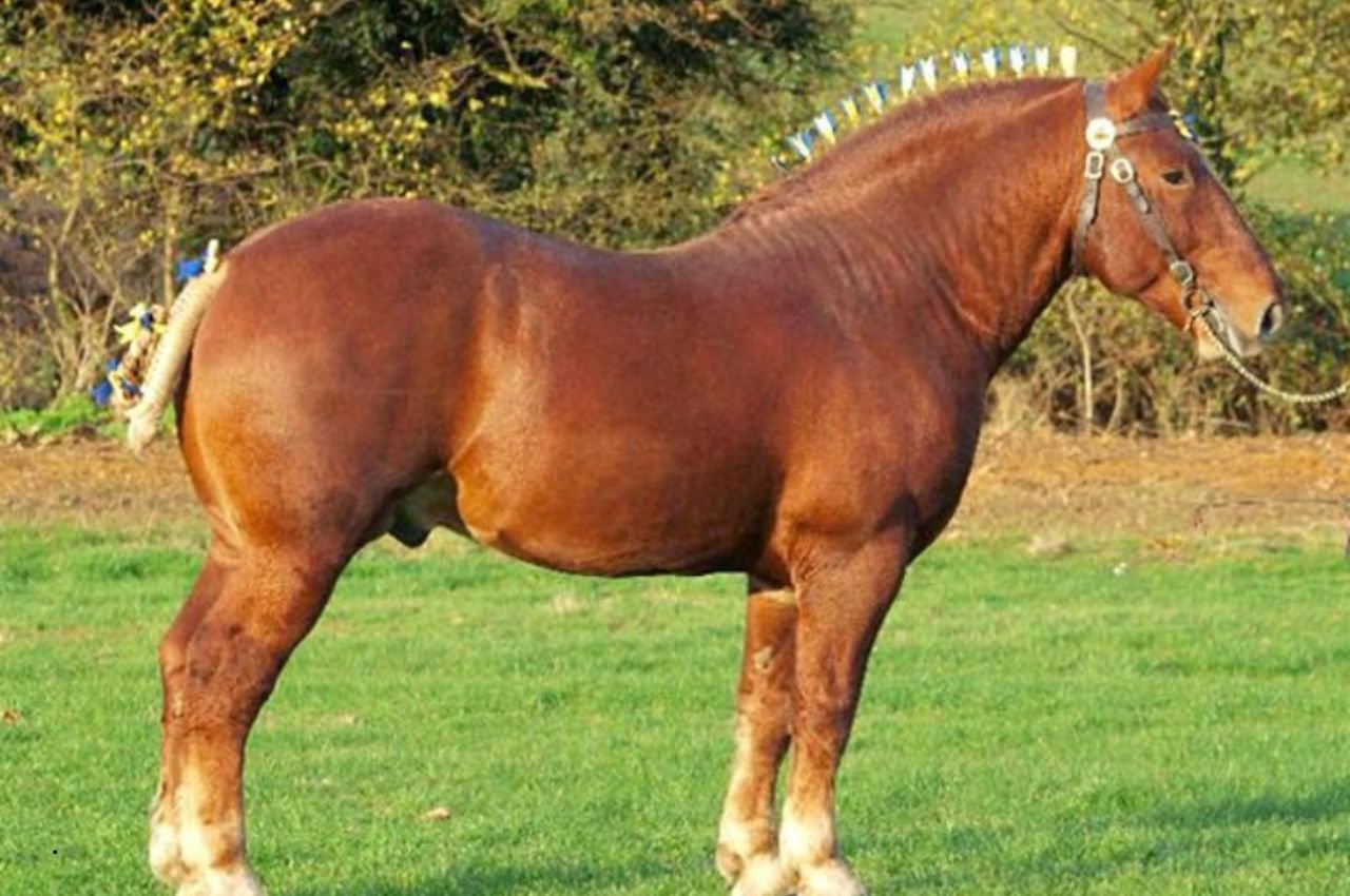 Suffolk Punch Horse