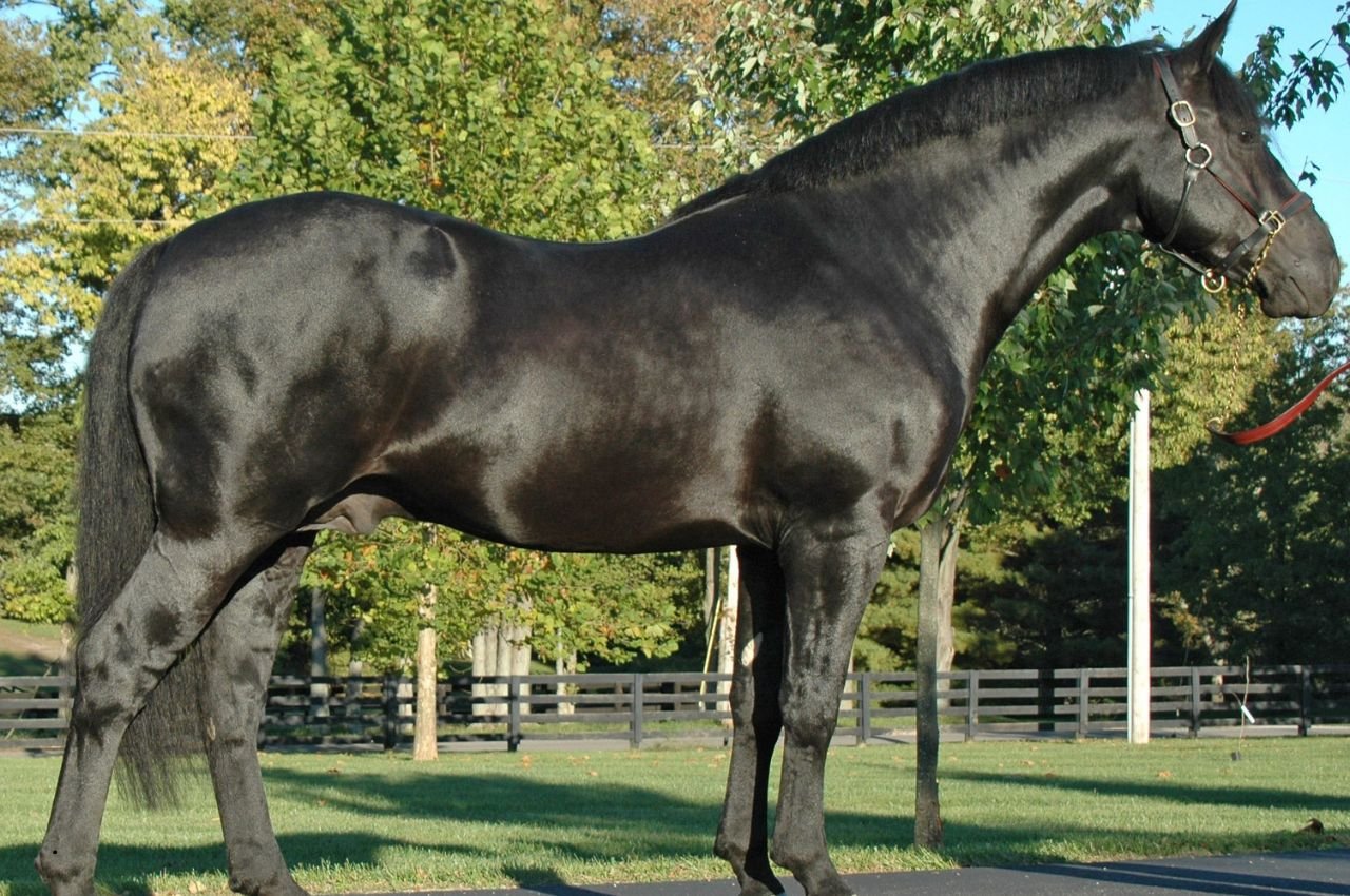 Irish Draught Horse