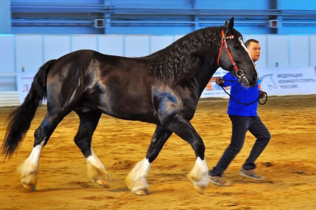 Vladimir Heavy Draft