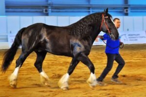 Vladimir Heavy Draft