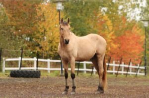 Arabian Horse Care