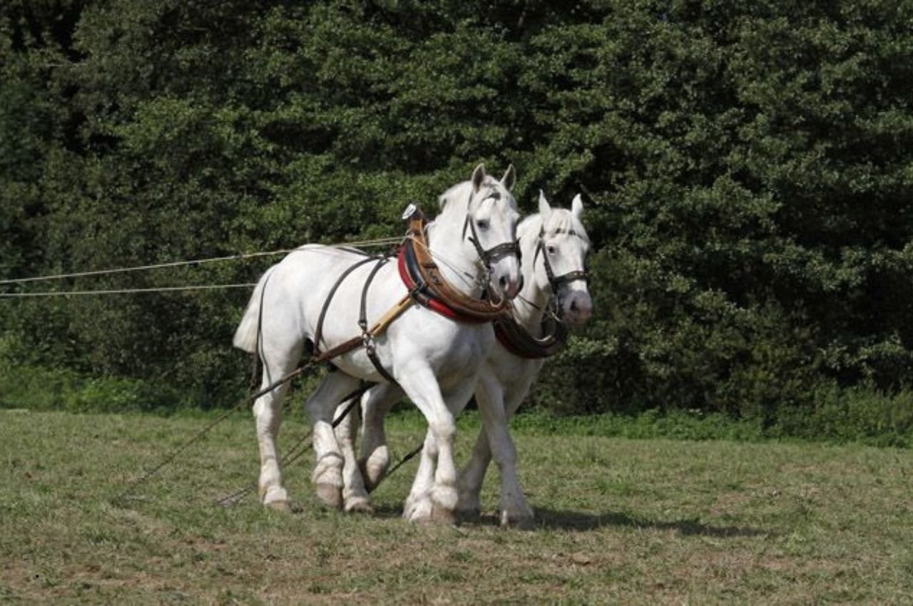 Boulonnais Horse