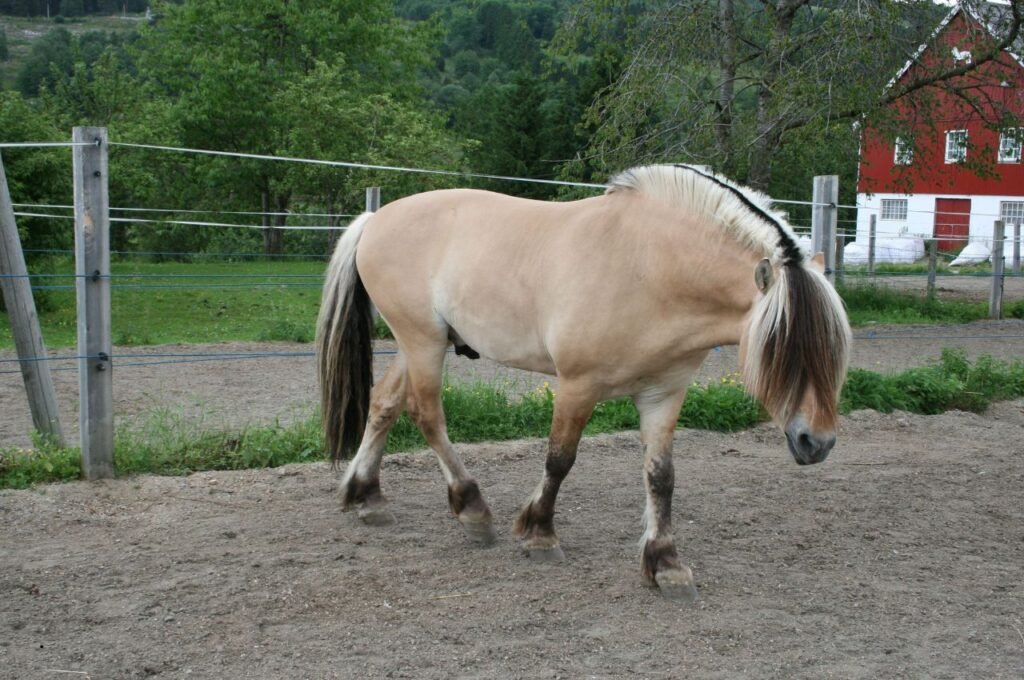 Fjord Horse