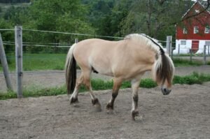 Fjord Horse