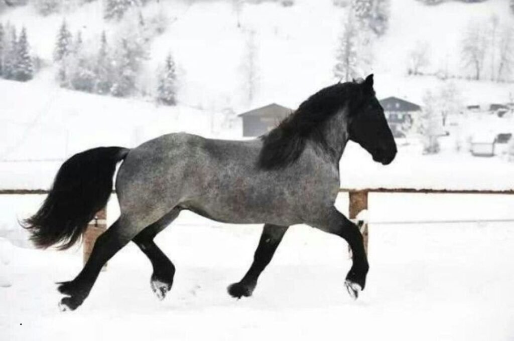 Noriker Horse