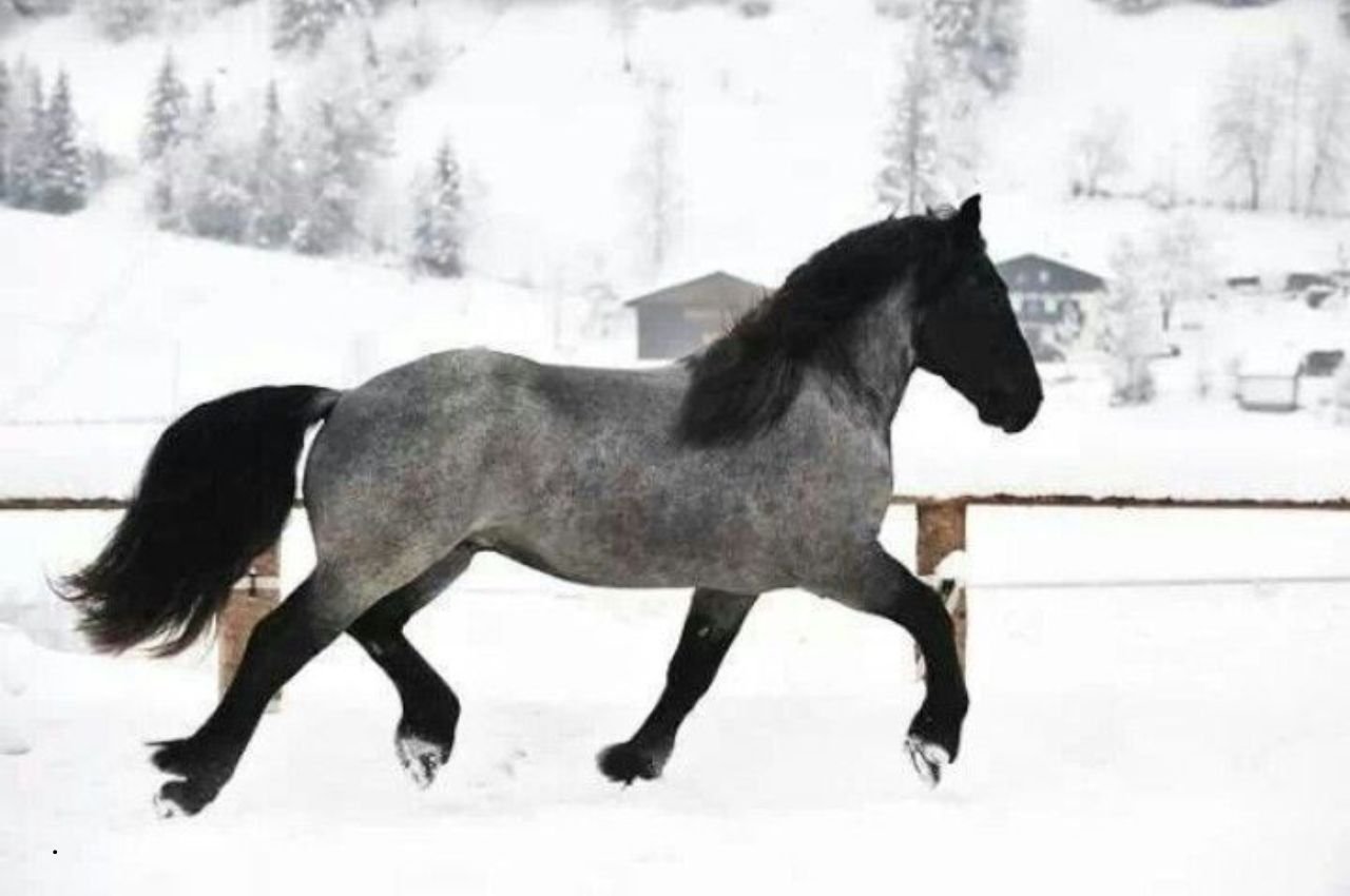 Noriker Horse